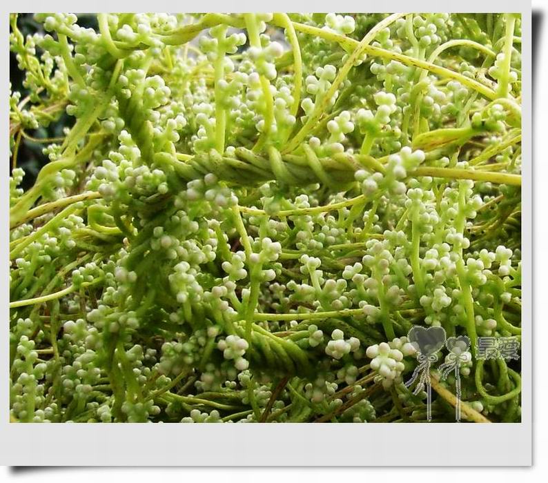 �Ұ�...���ڿ���ɽ�������·��