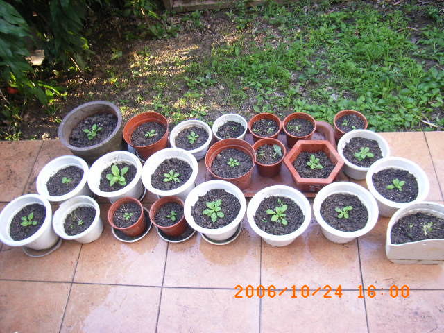 ѧ���輯˼����,DIYСԺ��