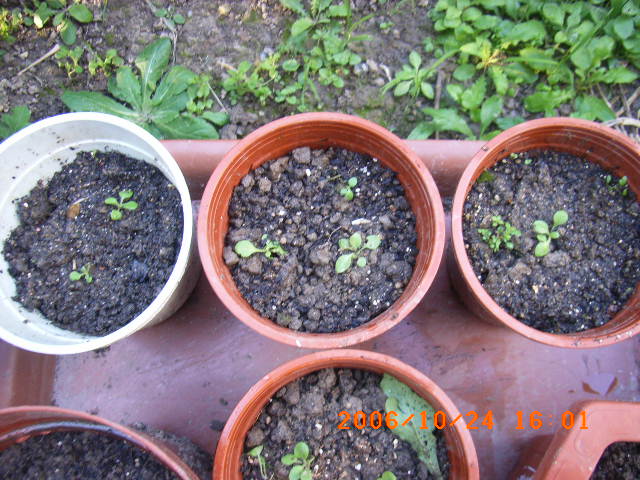 ѧ���輯˼����,DIYСԺ��