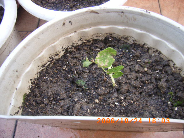 ѧ���輯˼����,DIYСԺ��