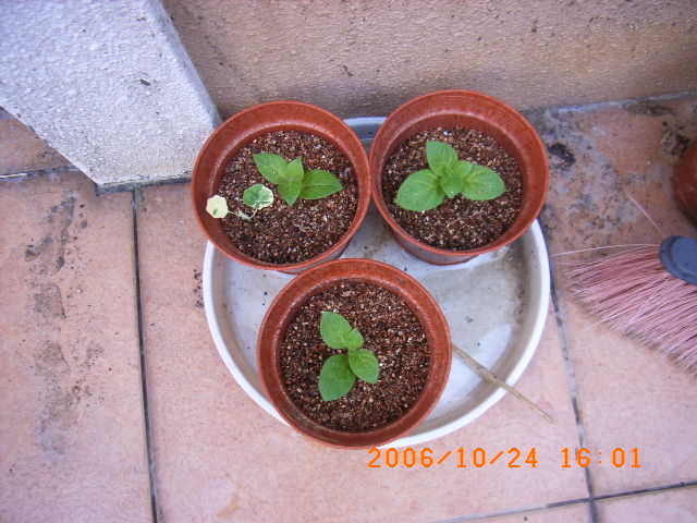 ѧ���輯˼����,DIYСԺ��