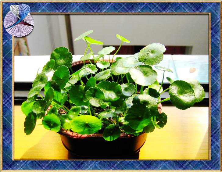 �ҵġ�С���С�����