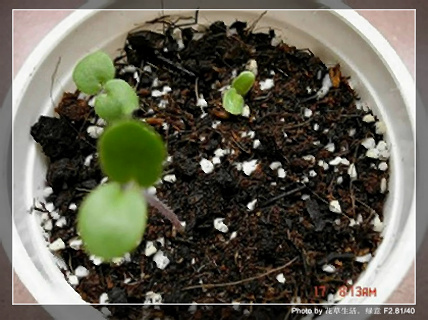 �ﲥ�С���