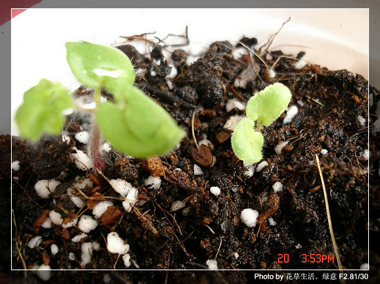 �ﲥ�С���