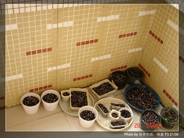 �ﲥ�С���