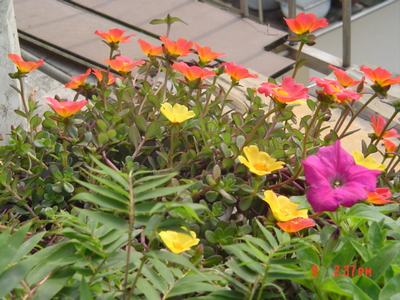 ˭�ܸ�����̫��������Ǥ�壿