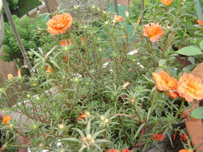 ˭�ܸ�����̫��������Ǥ�壿