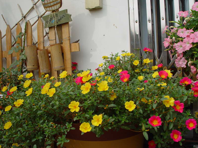 ����,�����������ݱ�ƪ