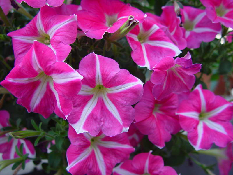 ����,�����������ݱ�ƪ