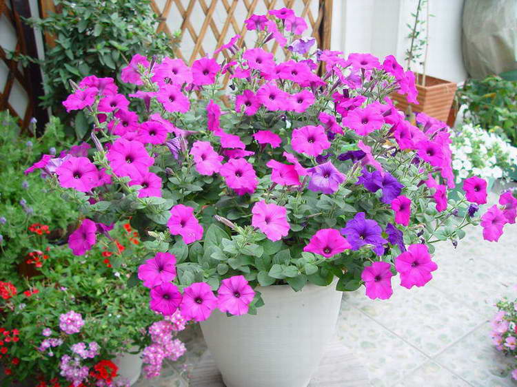 ����,�����������ݱ�ƪ