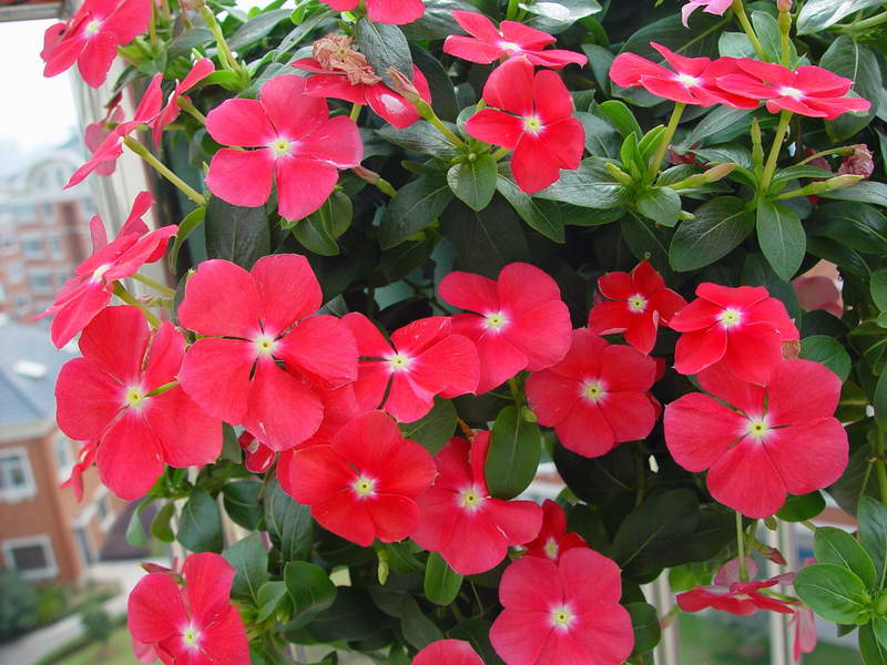 ����,�����������ݱ�ƪ