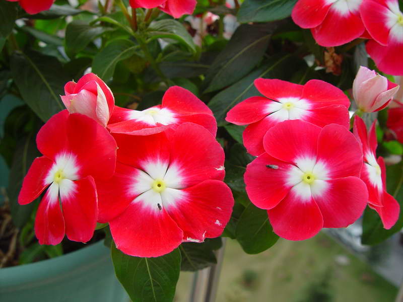 ����,�����������ݱ�ƪ