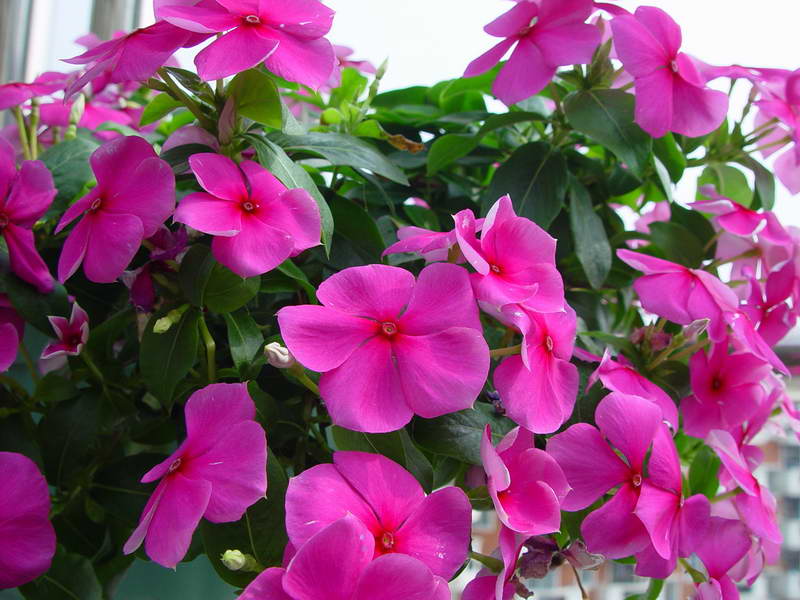 ����,�����������ݱ�ƪ