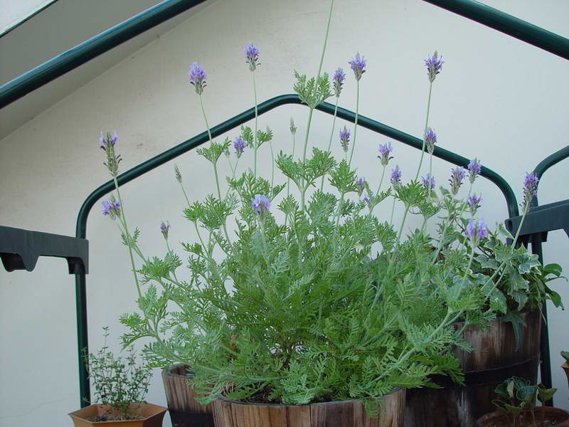 ����,�����������ݱ�ƪ