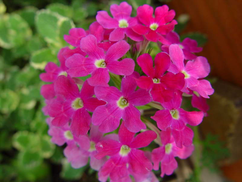 ����,�����������ݱ�ƪ