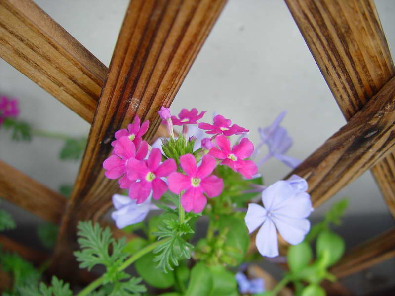 ����,�����������ݱ�ƪ