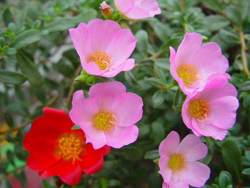 ����,�����������ݱ�ƪ