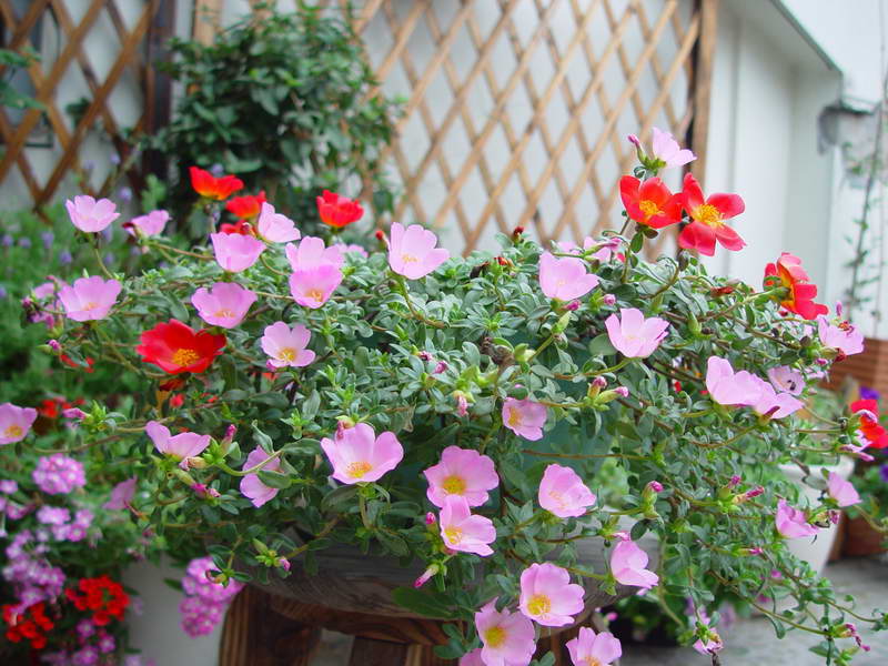 ����,�����������ݱ�ƪ