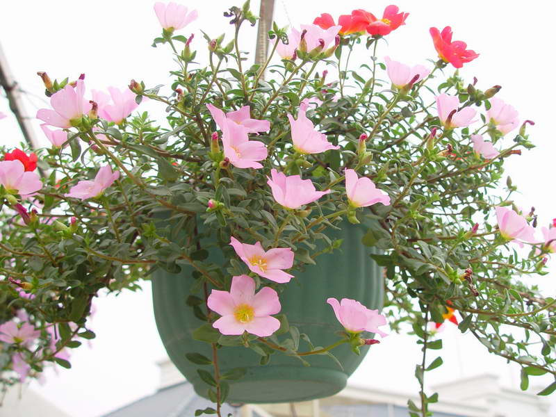 ����,�����������ݱ�ƪ