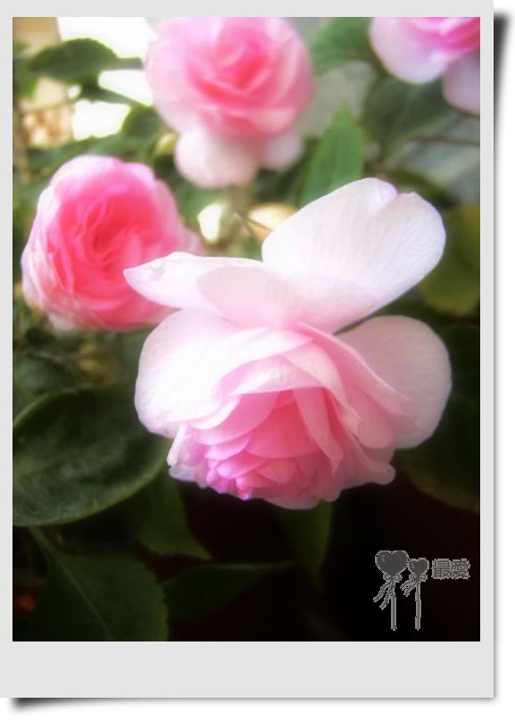 �����Ƿ��ֲ��ã���