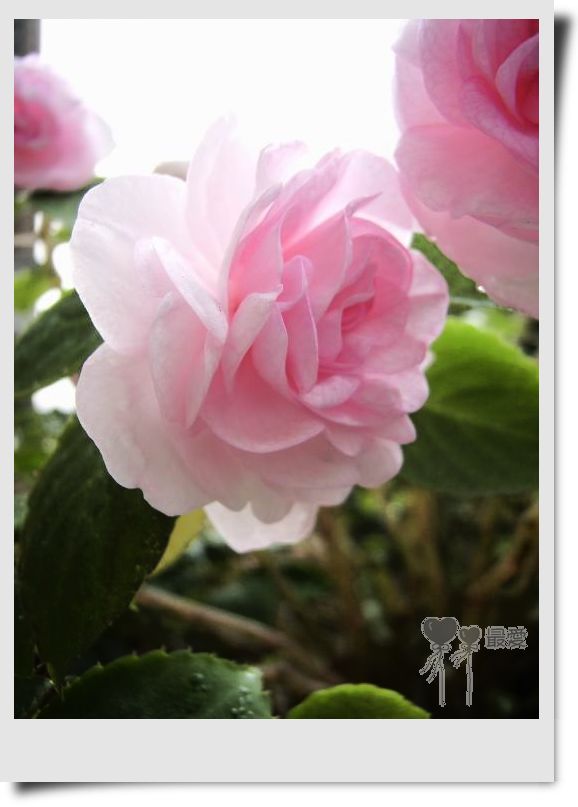 �����Ƿ��ֲ��ã���