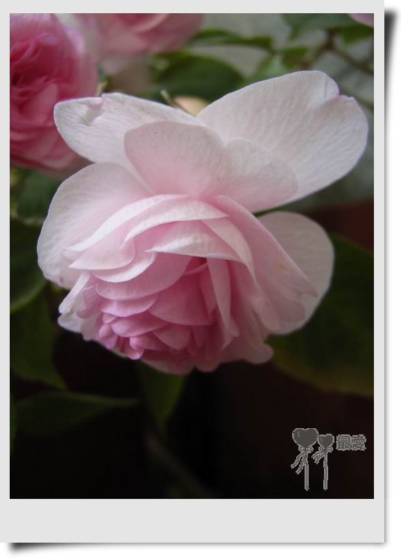 �����Ƿ��ֲ��ã���