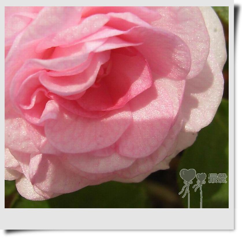 �����Ƿ��ֲ��ã���