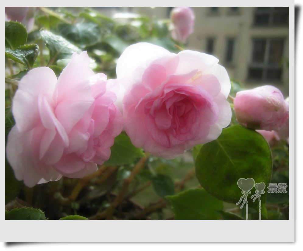 �����Ƿ��ֲ��ã���