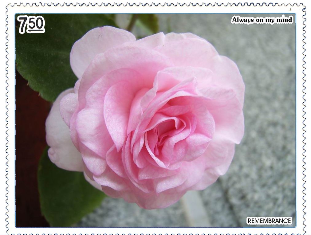 �����Ƿ��ֲ��ã���