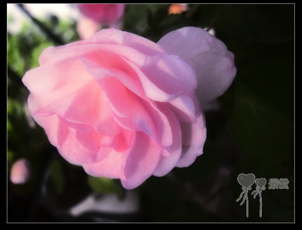 �����Ƿ��ֲ��ã���