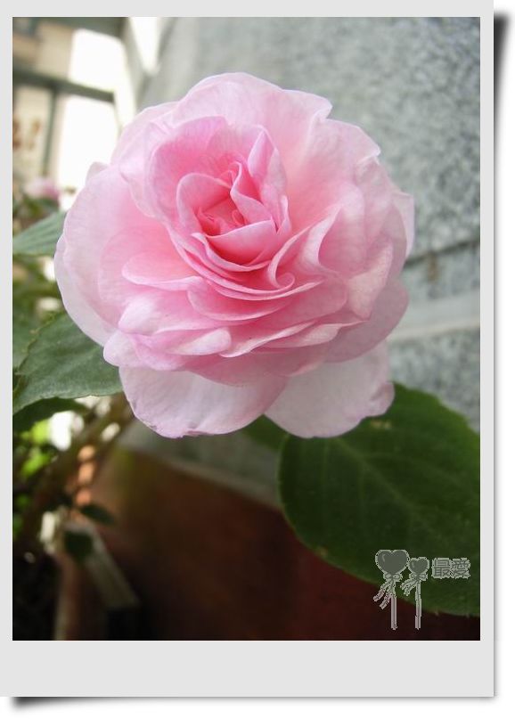 �����Ƿ��ֲ��ã���