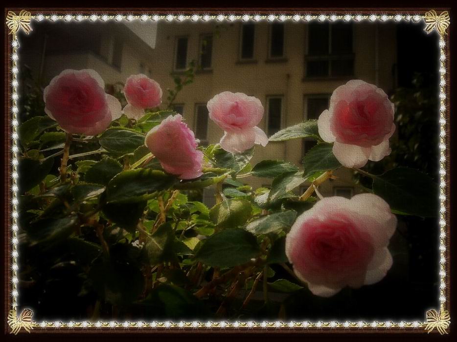 �����Ƿ��ֲ��ã���