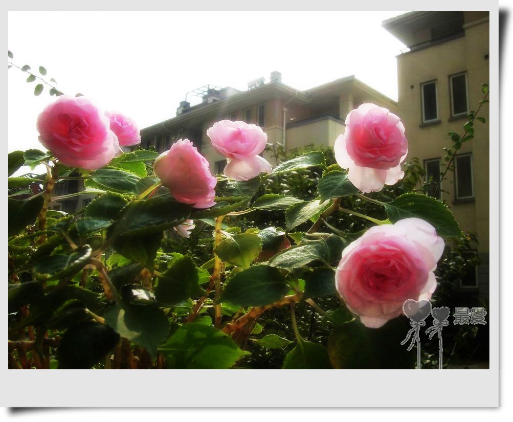 �����Ƿ��ֲ��ã���