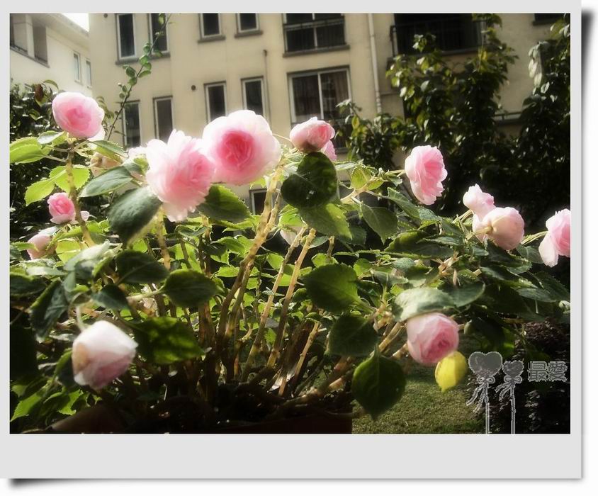 �����Ƿ��ֲ��ã���