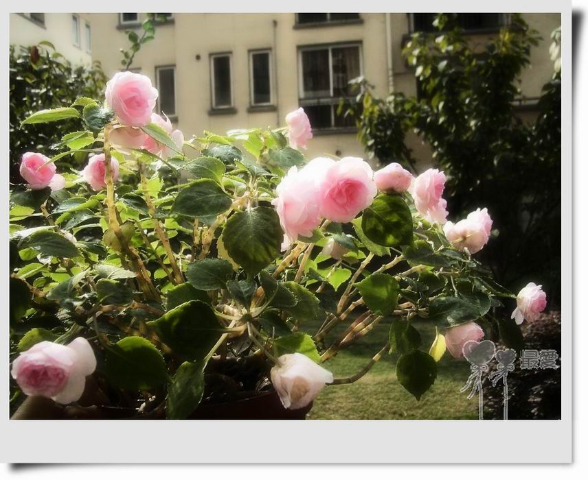 �����Ƿ��ֲ��ã���