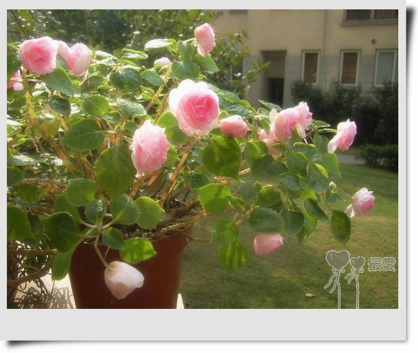 �����Ƿ��ֲ��ã���