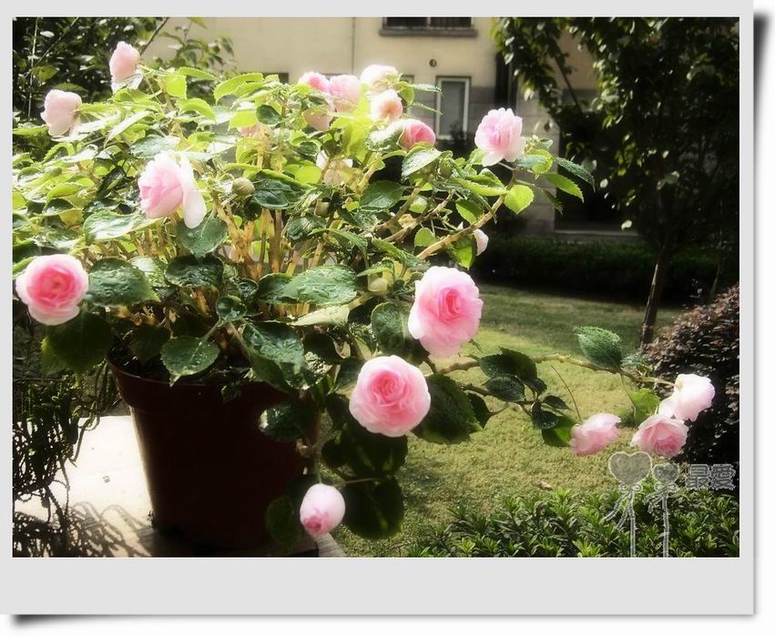 �����Ƿ��ֲ��ã���