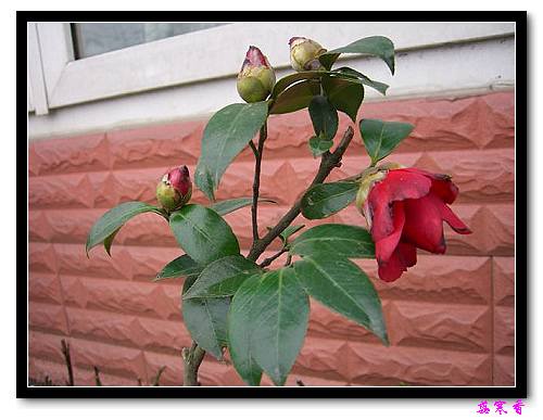 �Ҽ������е�,�����е�,�������еĲ軨:XYP��������ܵ�Ʒ��