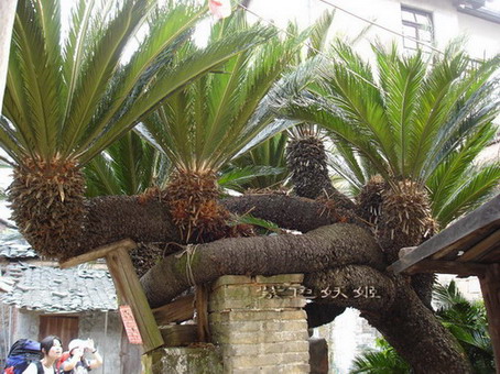 ����С�μ�