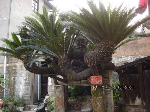 ����С�μ�