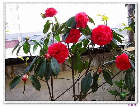 �Ҽ������е�,�����е�,�������еĲ軨:XYP��������ܵ�Ʒ��