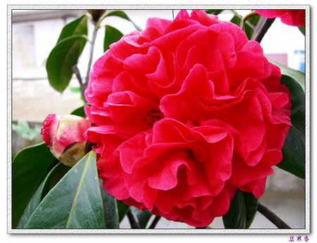 �Ҽ������е�,�����е�,�������еĲ軨:XYP��������ܵ�Ʒ��