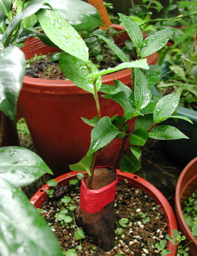 �Ҽ������е�,�����е�,�������еĲ軨:XYP��������ܵ�Ʒ��