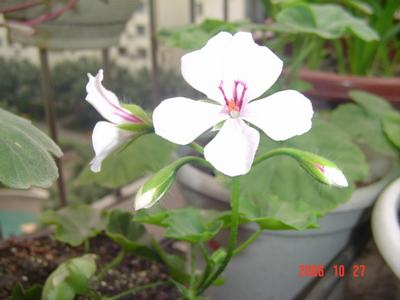 ����Ļ�(ʹ�����ٶȿ���18ҳ)