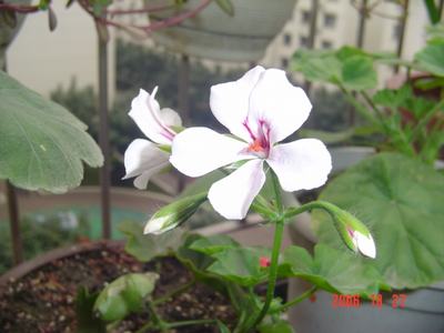 ����Ļ�(ʹ�����ٶȿ���18ҳ)