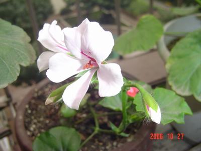 ����Ļ�(ʹ�����ٶȿ���18ҳ)