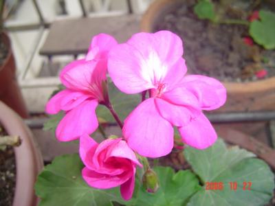 ����Ļ�(XYP�������ÿ�����23ҳ)