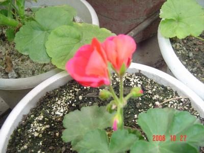 ����Ļ�(XYP�������ÿ�����23ҳ)