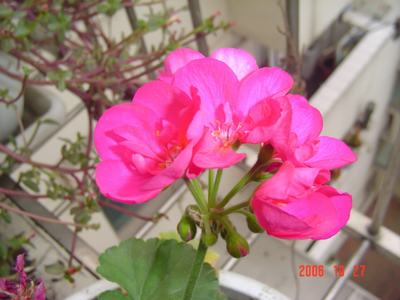 ����Ļ�(XYP�������ÿ�����23ҳ)