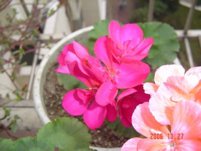 ����Ļ�(XYP�������ÿ�����23ҳ)